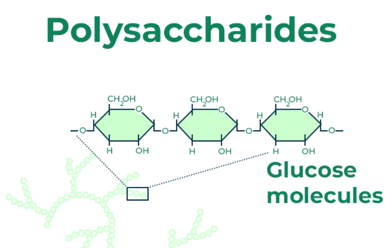 Fucoidan là gì