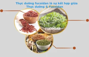 thực dưỡng fucoidan là gì